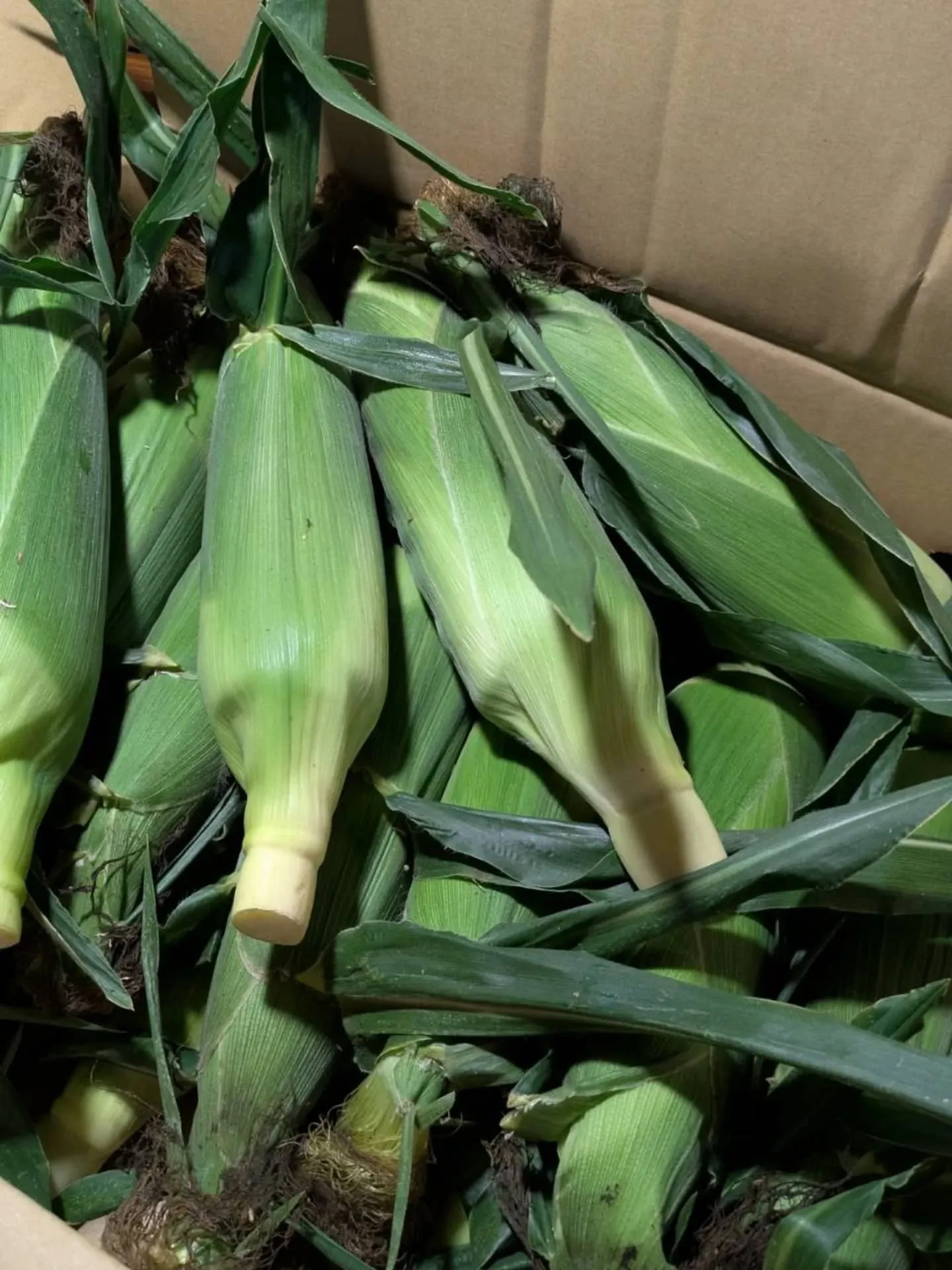 こんばんは！神保町トンちゃんです🐖